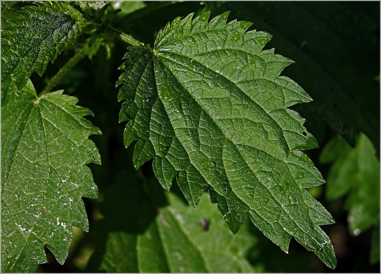 Изображение особи Urtica dioica.