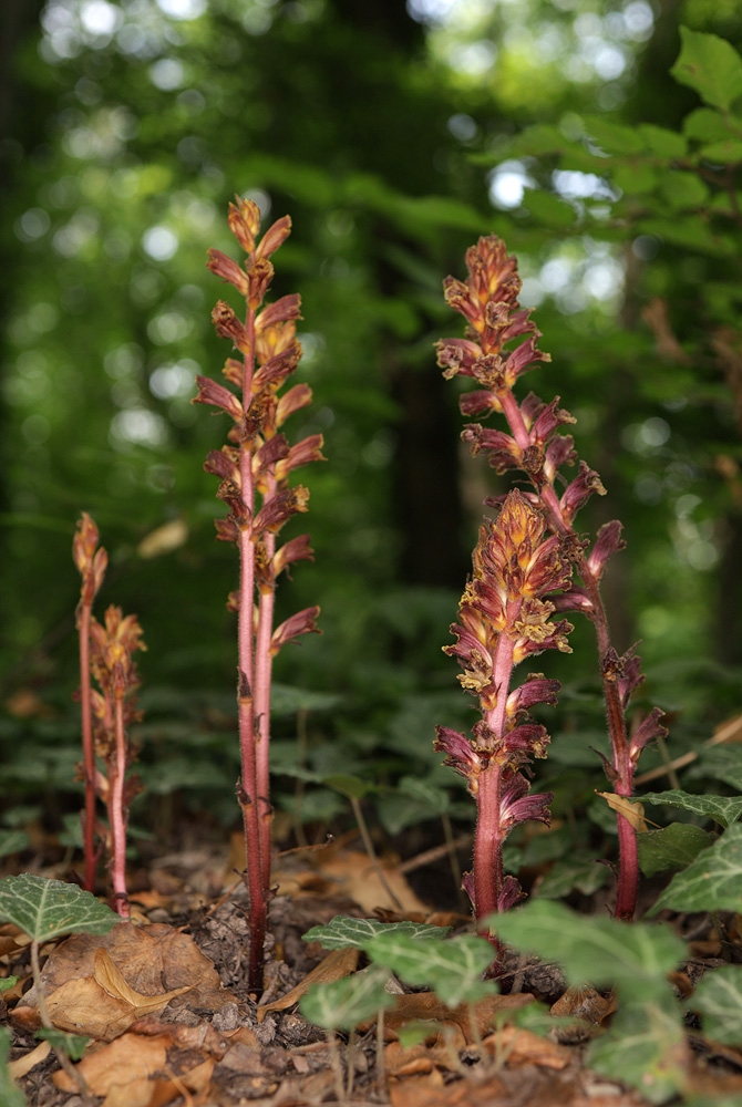 Изображение особи Orobanche laxissima.