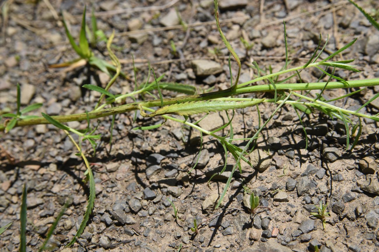 Изображение особи Achillea ptarmicifolia.