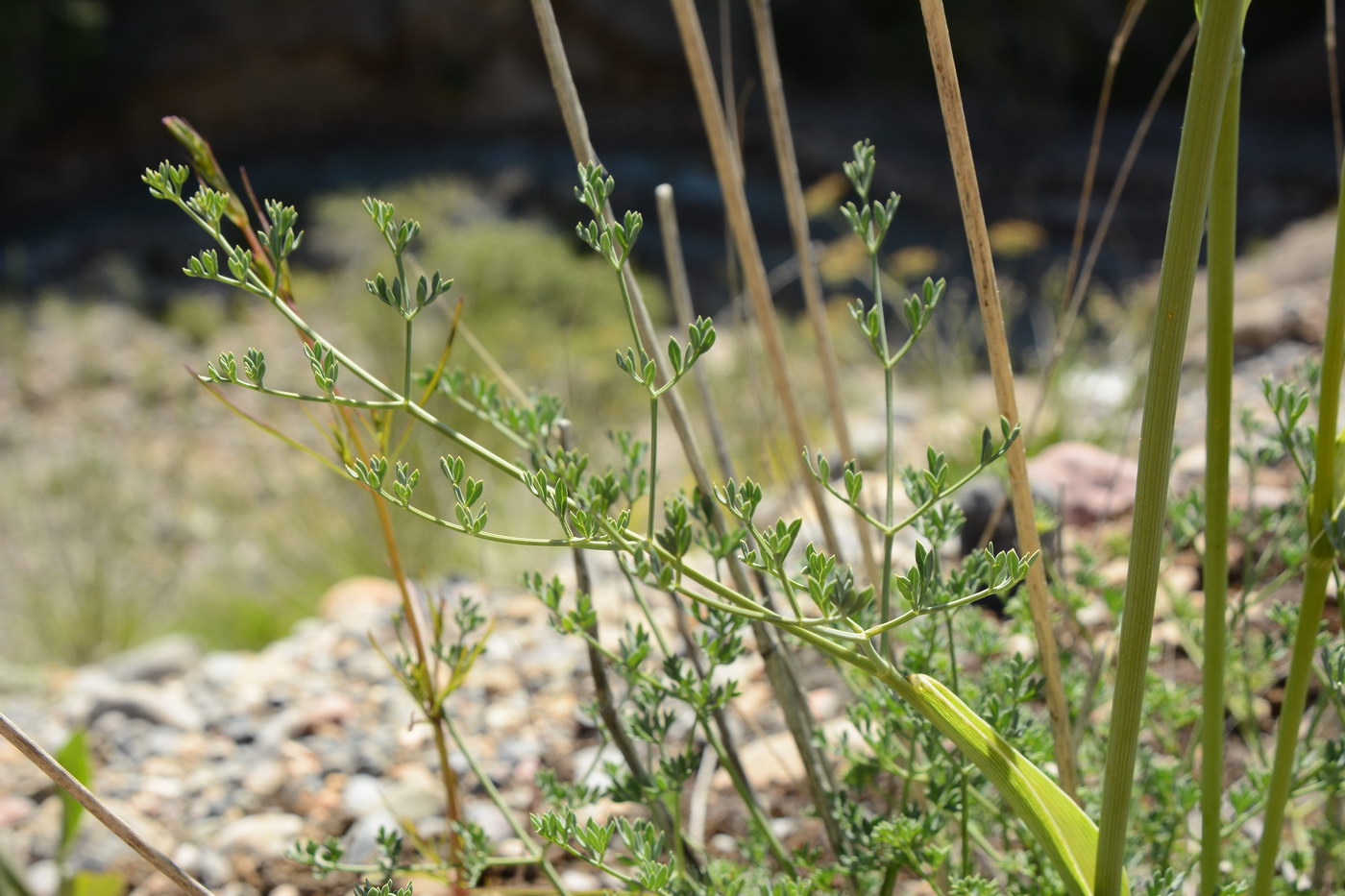 Image of Ferula transiliensis specimen.