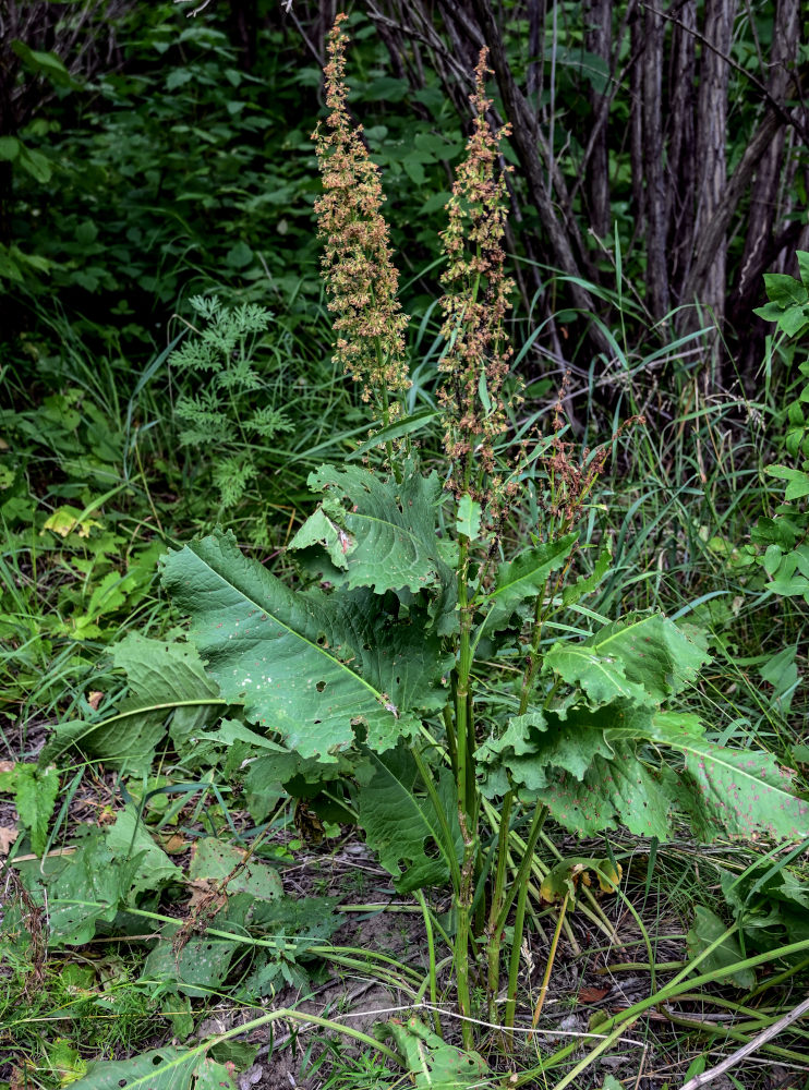 Image of Rumex confertus specimen.