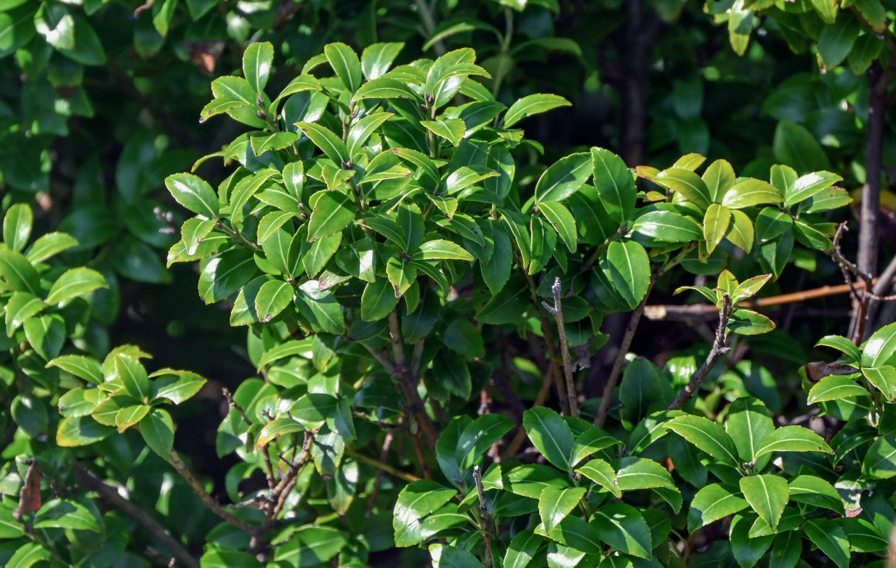 Image of Ilex sugerokii specimen.