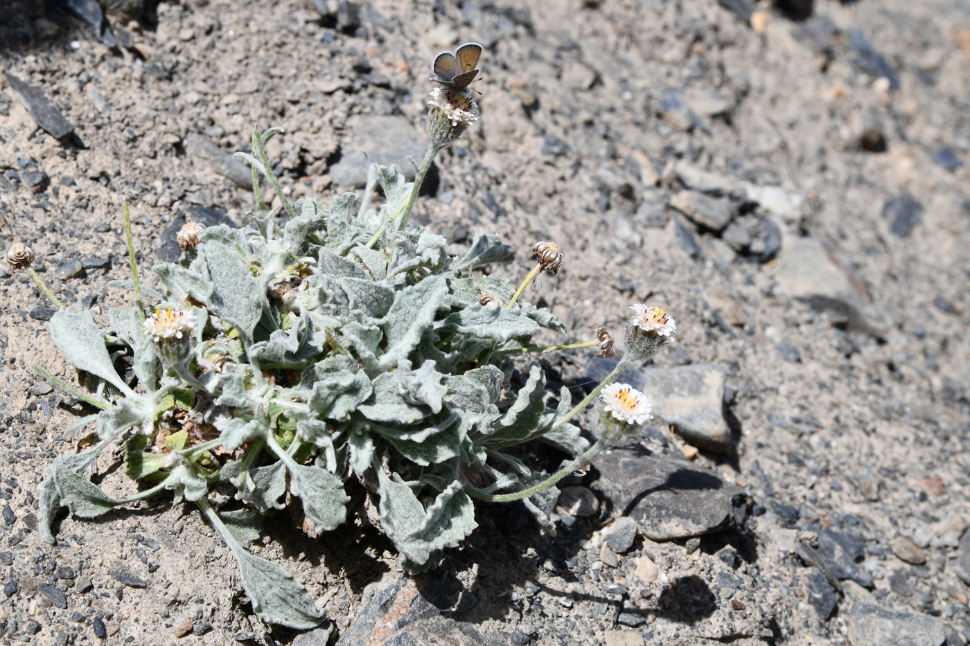 Изображение особи Erigeron amorphoglossus.