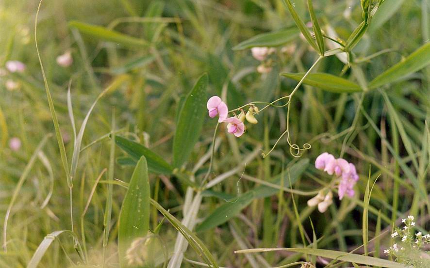 Изображение особи Lathyrus sylvestris.