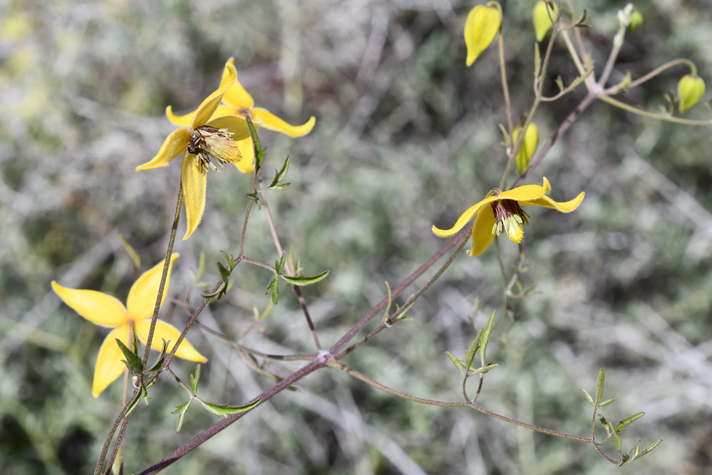 Изображение особи Clematis tangutica.