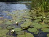 genus Nymphaea. Цветущие растения. Липецкая обл., Данковский р-н, окр. дер. Верхняя Павловка, р. Дон, в воде у берега. 1 августа 2024 г.