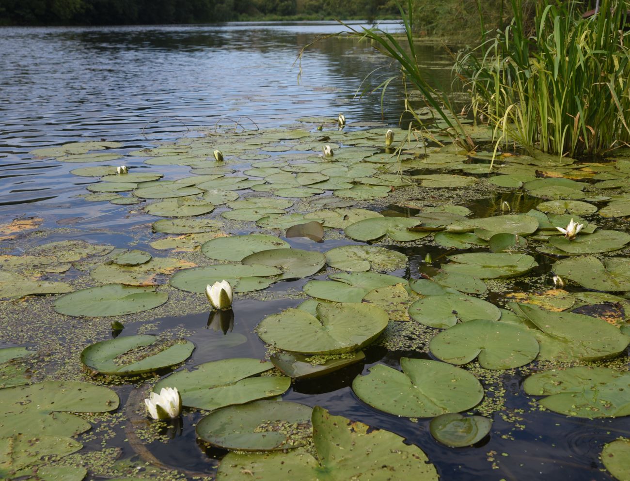 Изображение особи род Nymphaea.