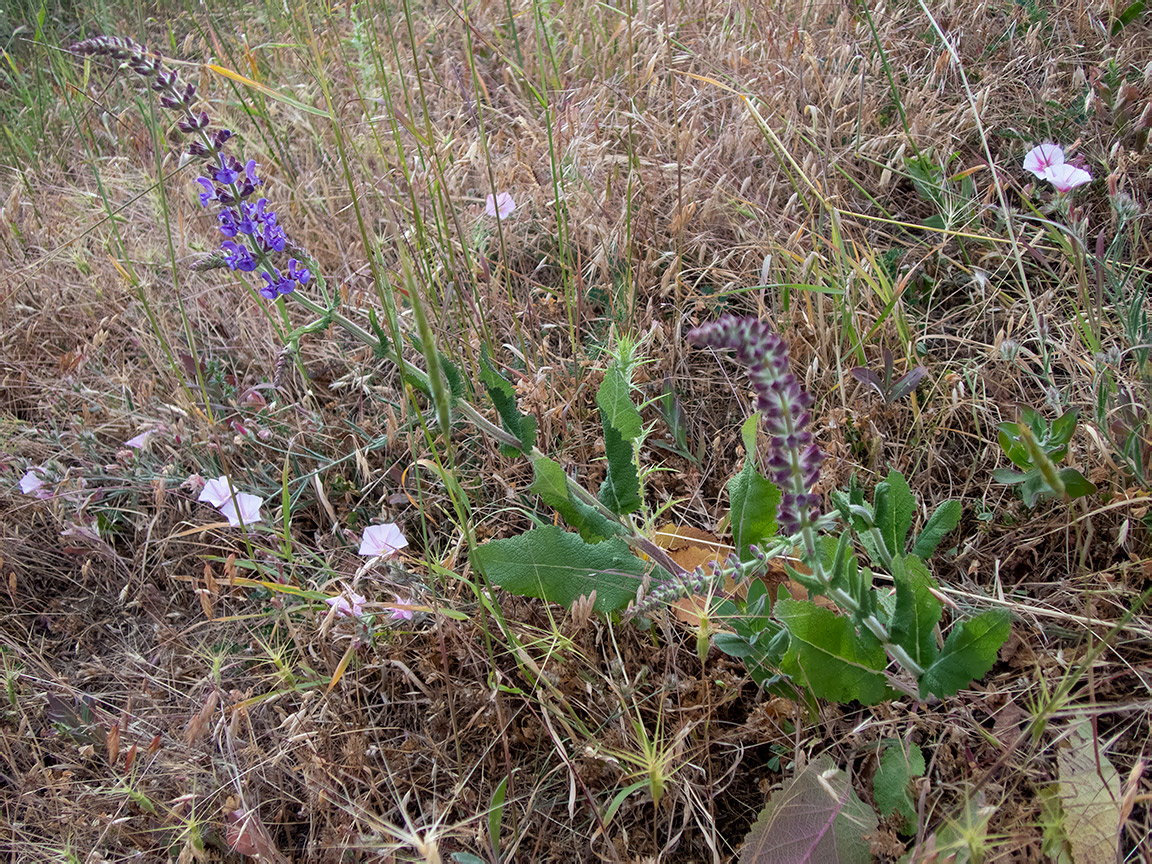 Изображение особи Salvia nemorosa.