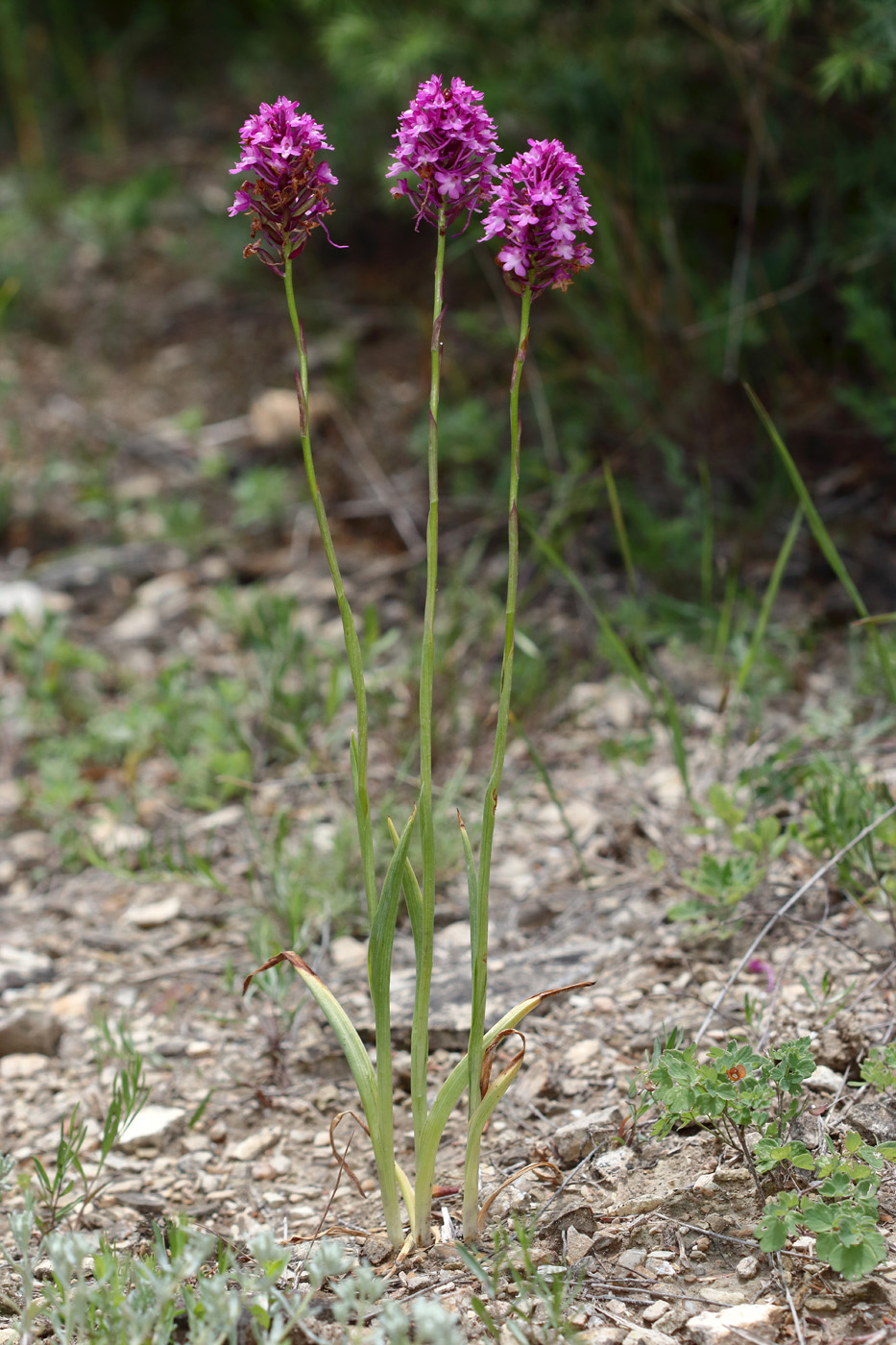 Изображение особи Anacamptis pyramidalis.