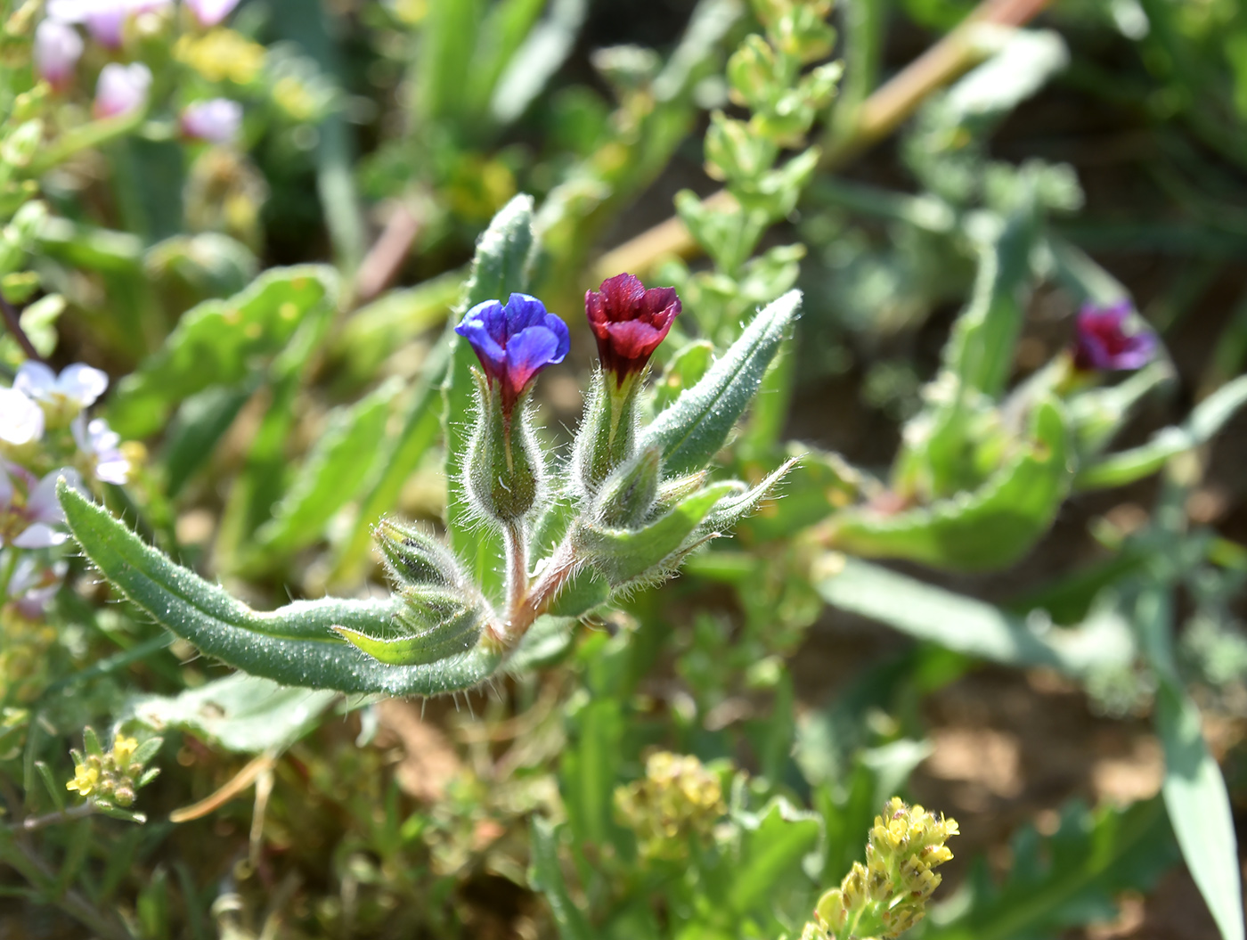 Image of Nonea polychroma specimen.