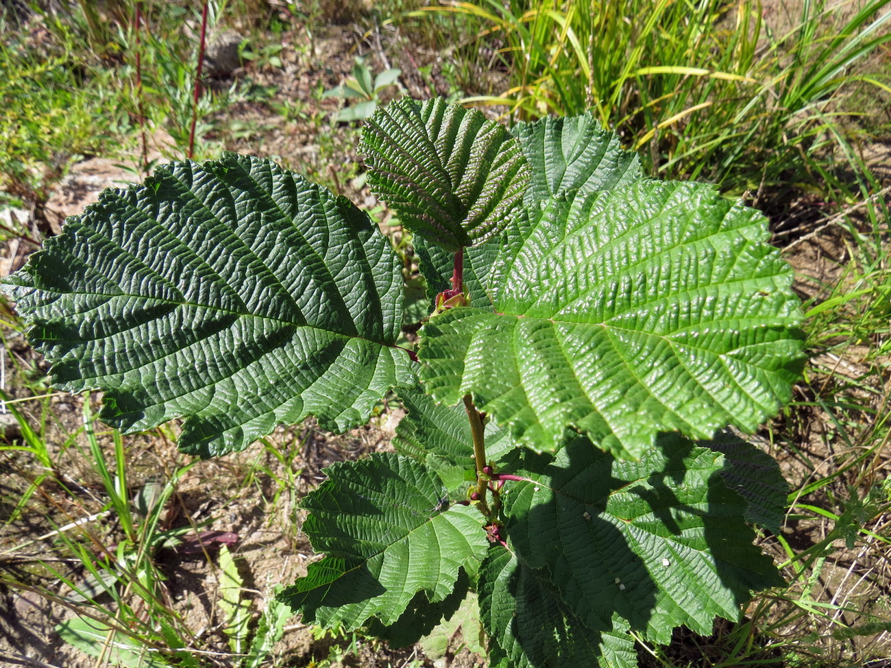 Image of Alnus hirsuta specimen.