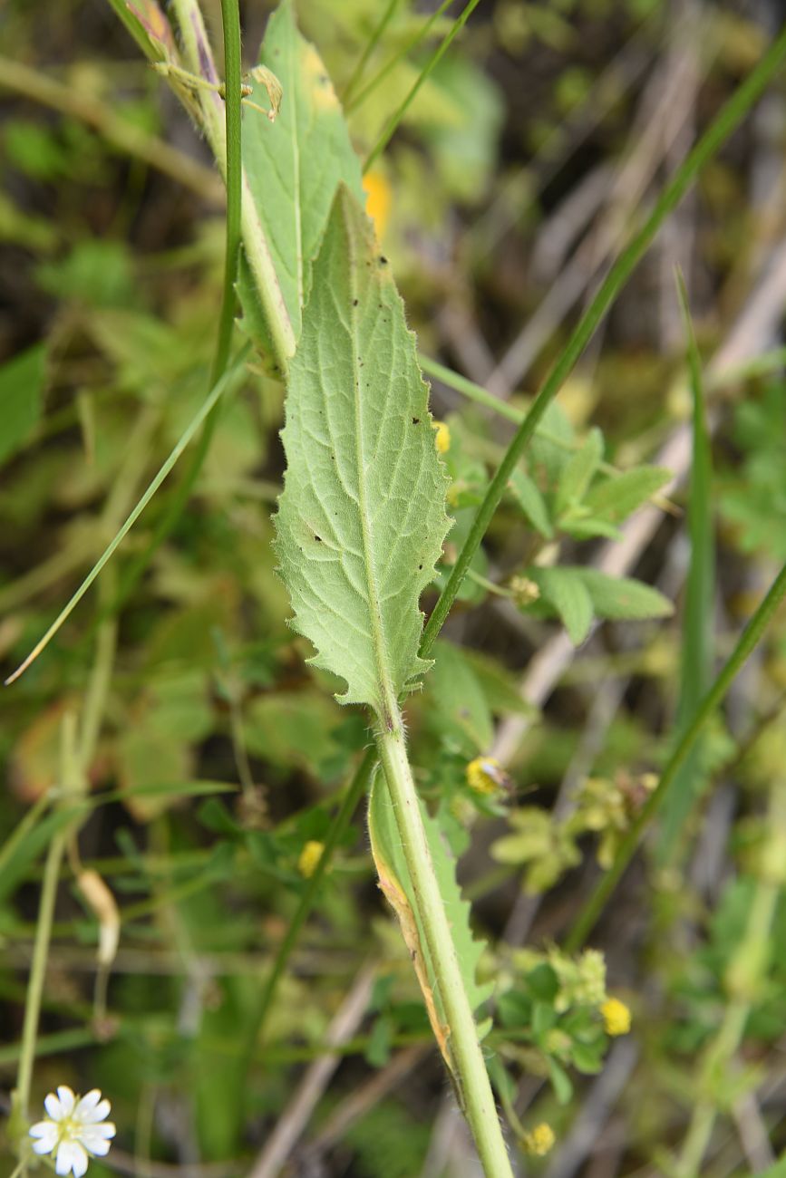 Image of Hesperis voronovii specimen.