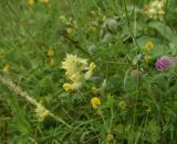 genus Rhinanthus. Верхушка надломленного цветущего побега с личинкой кузнечика на соцветии. Чечня, Шаройский р-н, с. Хакмадой, выс. 1580 м н.у.м., луг. 30 июня 2024 г.