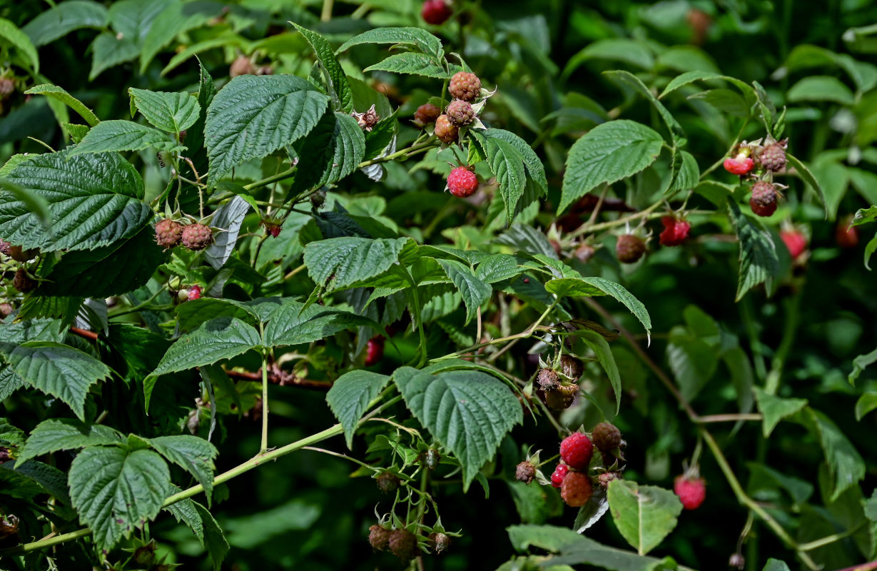 Image of Rubus idaeus specimen.