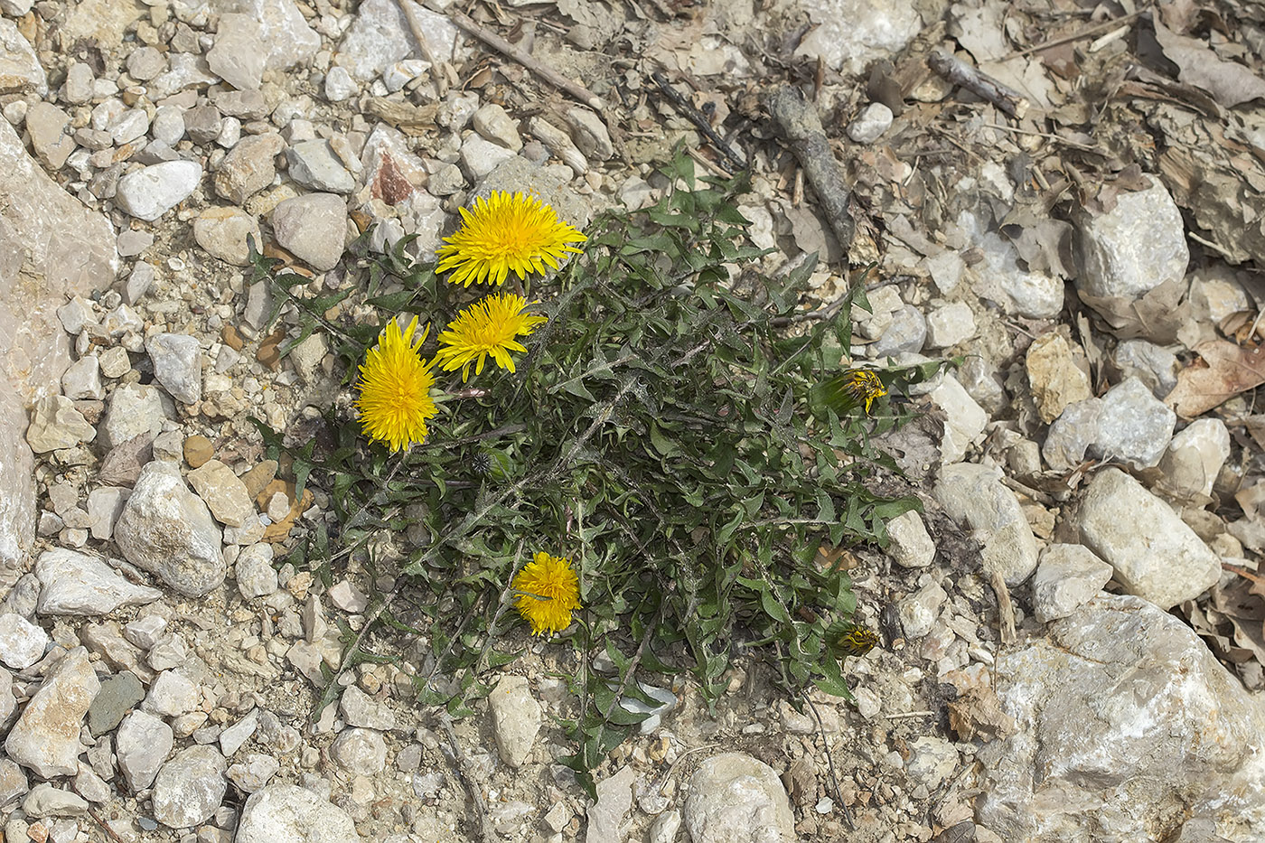 Изображение особи род Taraxacum.