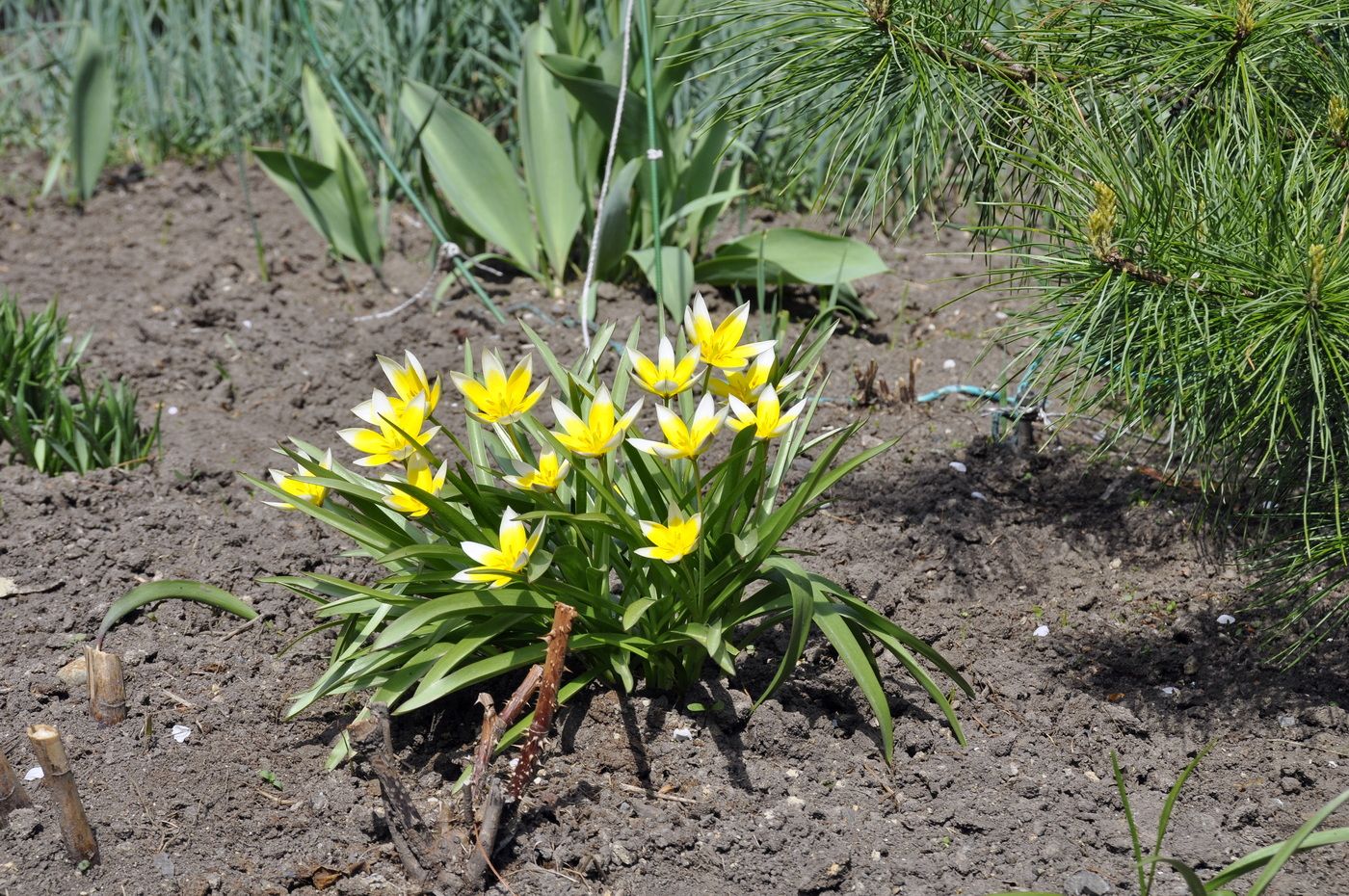 Изображение особи Tulipa tarda.