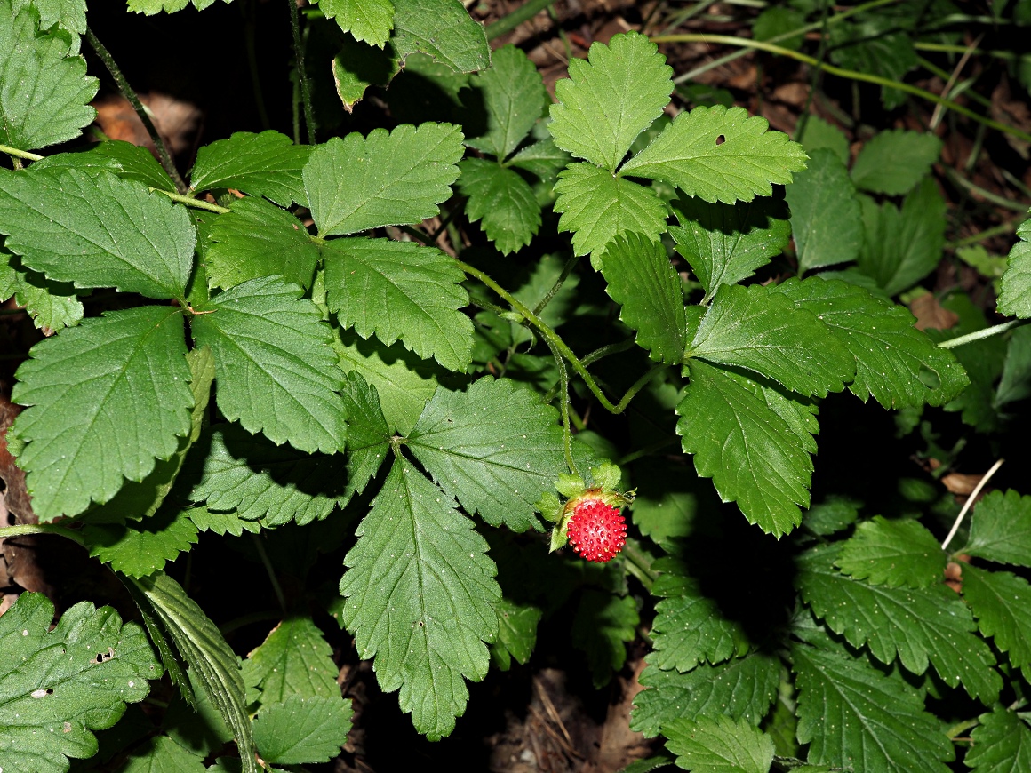 Image of Duchesnea indica specimen.