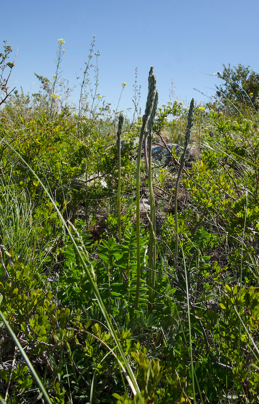 Image of Oxytropis spicata specimen.