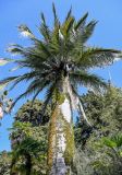 View full-size image Jubaea chilensis