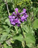 View full-size image Betonica macrantha