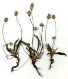 Plantago dubia