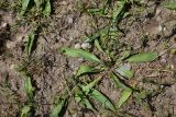 View full-size image Plantago lanceolata