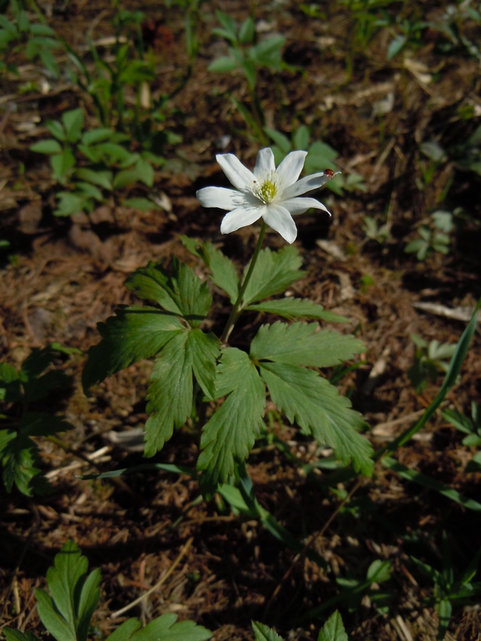 Image of Anemone altaica specimen.