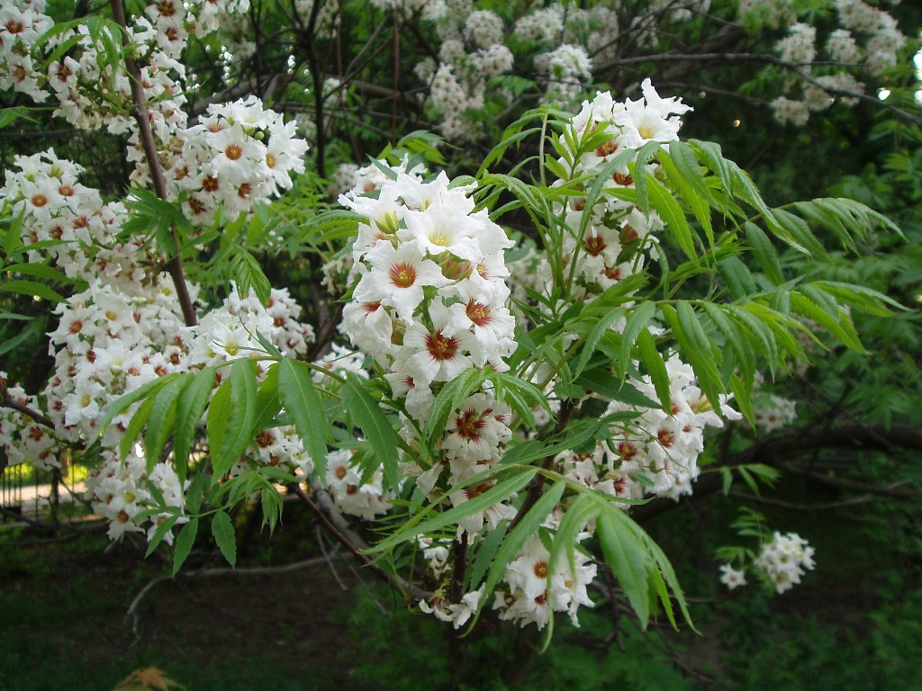 Изображение особи Xanthoceras sorbifolium.