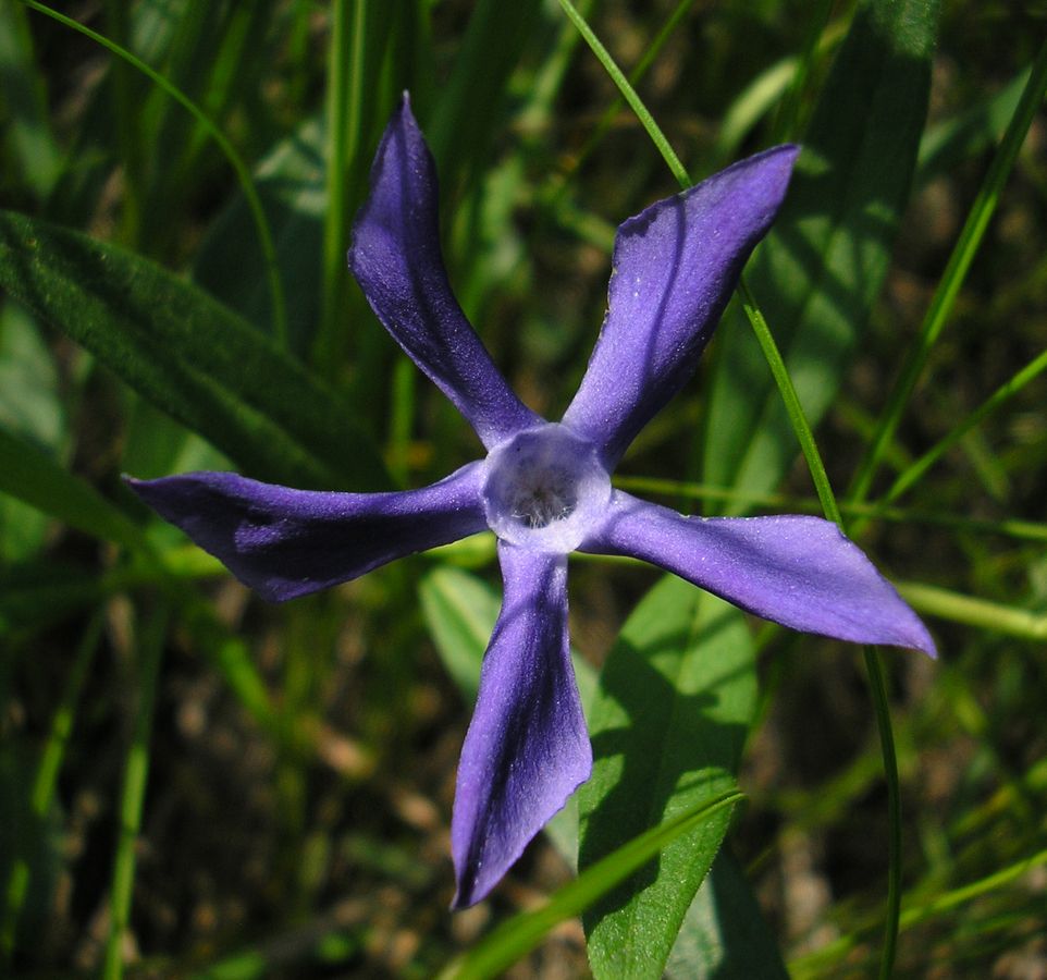 Изображение особи Vinca herbacea.