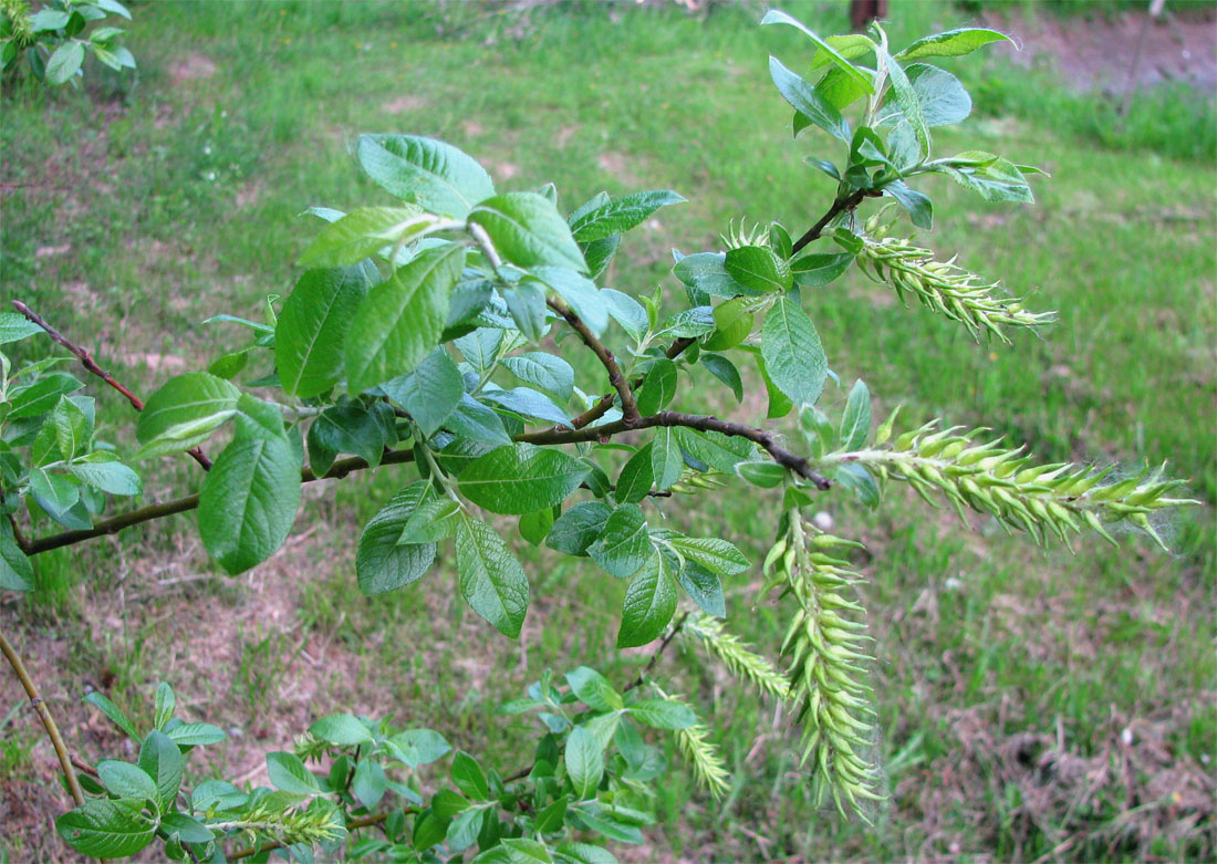 Image of Salix myrsinifolia specimen.