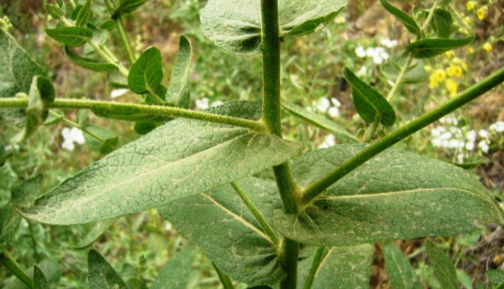 Image of Verbascum sinuatum specimen.