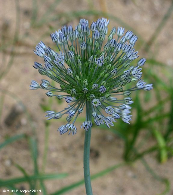 Image of Allium caesium specimen.