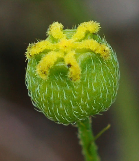 Изображение особи Papaver miyabeanum.