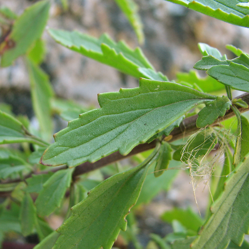 Изображение особи Scrophularia granitica.