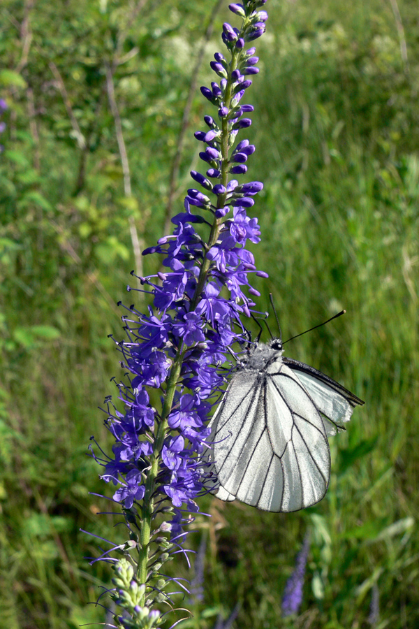 Image of Veronica longifolia specimen.