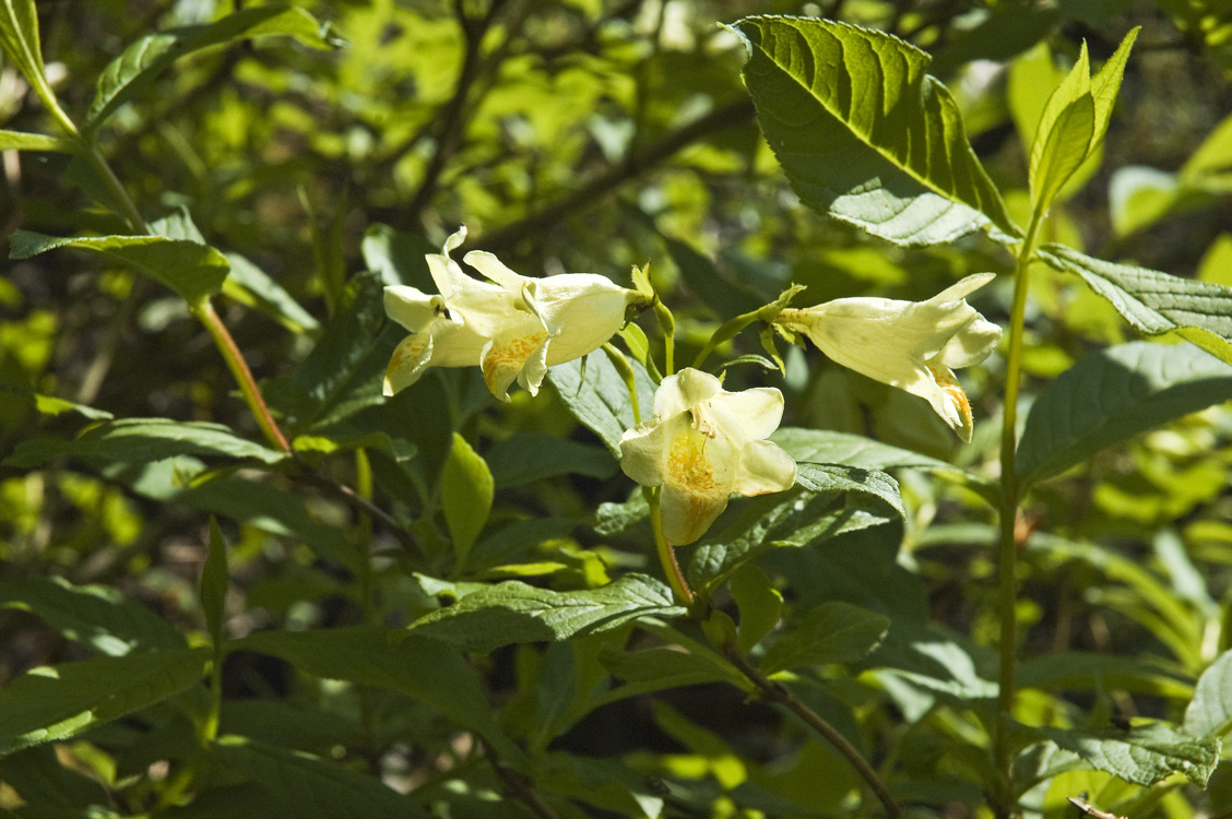 Image of Weigela middendorffiana specimen.