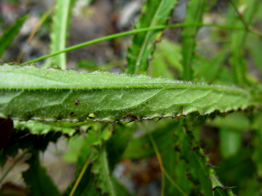 Image of Cirsium komarovii specimen.