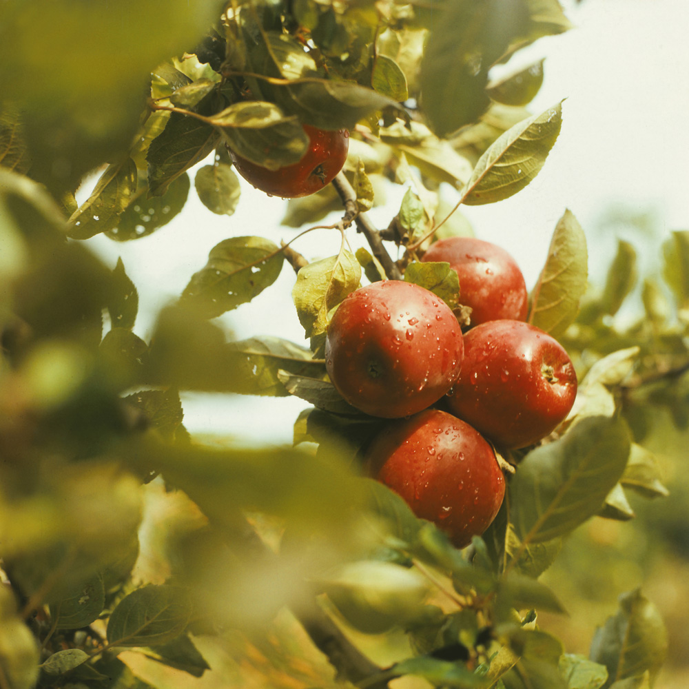 Изображение особи Malus domestica.