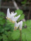 Dicentra cucullaria