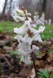 Corydalis cava. Соцветие (белоцветковая форма). Украина, Киев, заказник \"Лесники\", низинная часть. 15 апреля 2012 г.