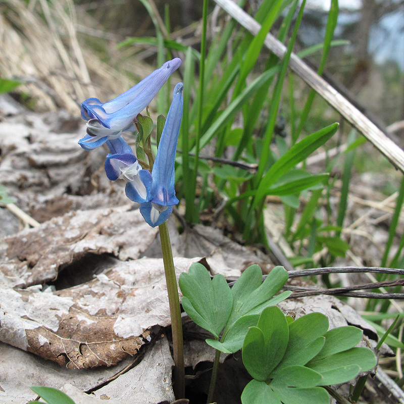 Изображение особи Corydalis emanueli.