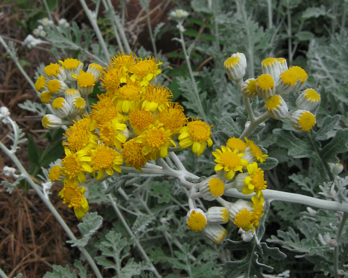 Image of Senecio cineraria specimen.