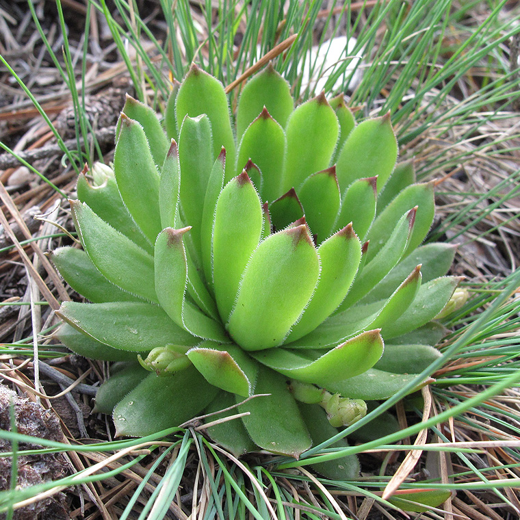 Image of Sempervivum caucasicum specimen.