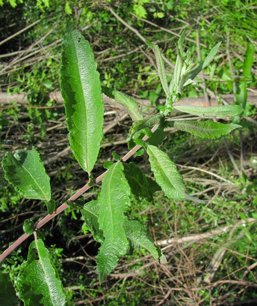 Image of Salix &times; schaburovii specimen.