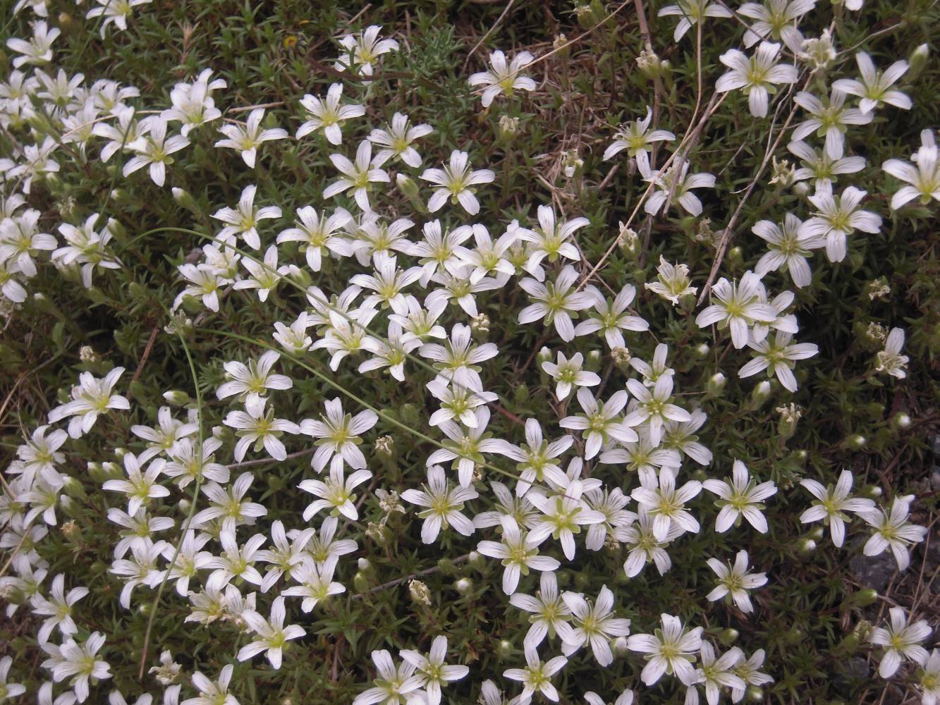 Image of Minuartia colchica specimen.