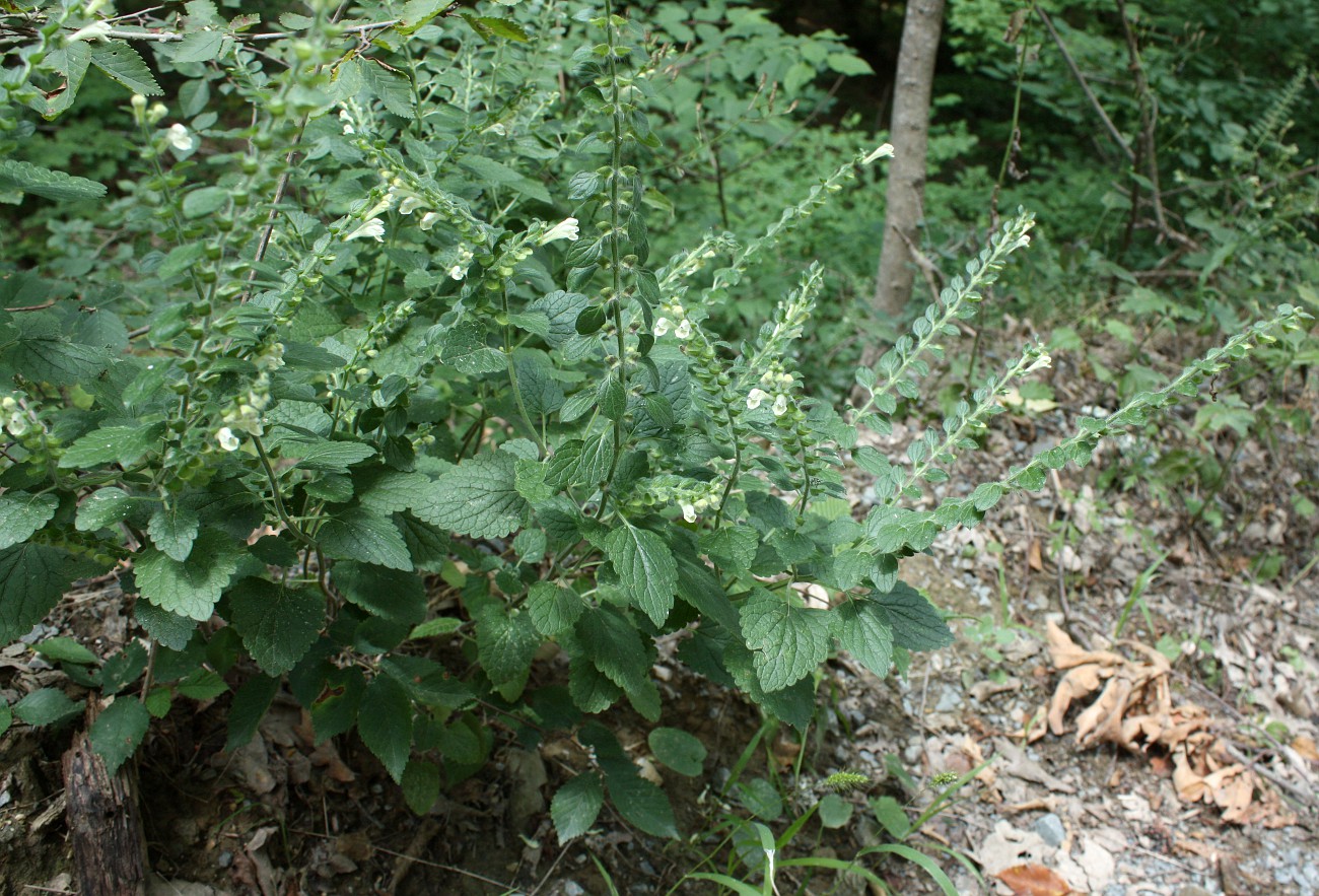 Image of Scutellaria albida specimen.