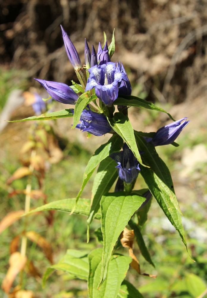 Изображение особи Gentiana asclepiadea.