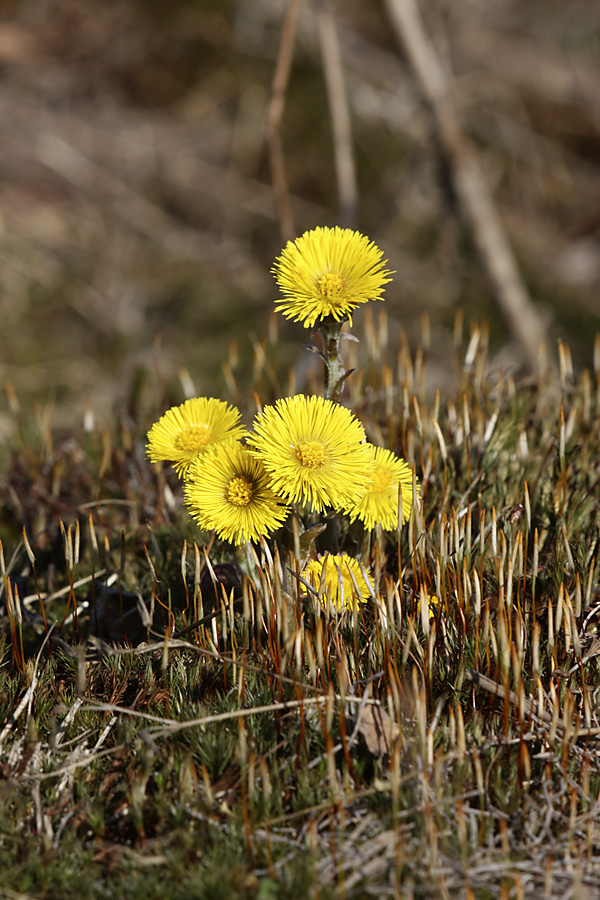 Image of Tussilago farfara specimen.