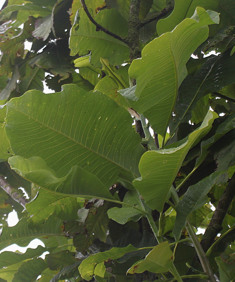 Image of Magnolia tripetala specimen.