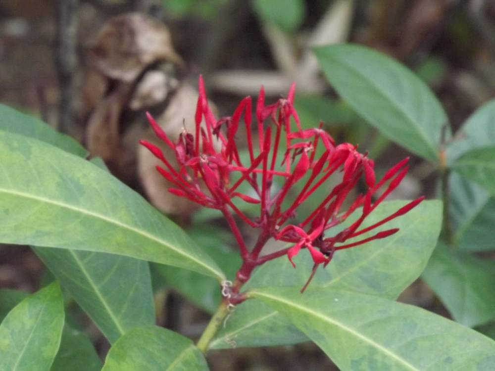 Image of Ixora chinensis specimen.